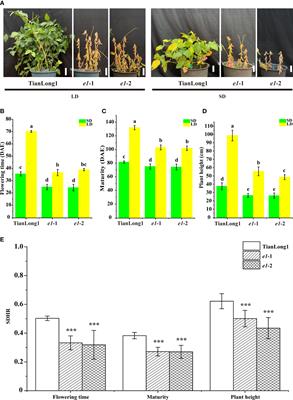 CRISPR/Cas9-mediated targeted mutation of the E1 decreases photoperiod sensitivity, alters stem growth habits, and decreases branch number in soybean
